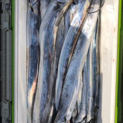 フィッシング キッタカ 釣果