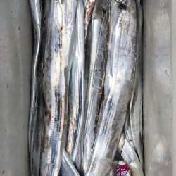 フィッシング キッタカ 釣果