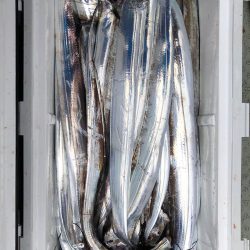 フィッシング キッタカ 釣果