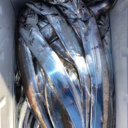 フィッシング キッタカ 釣果