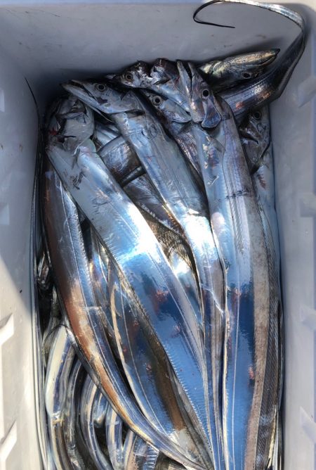 フィッシング キッタカ 釣果