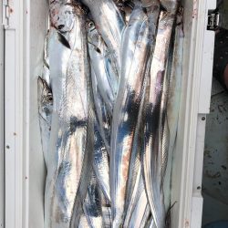 フィッシング キッタカ 釣果