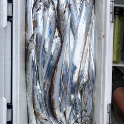 フィッシング キッタカ 釣果