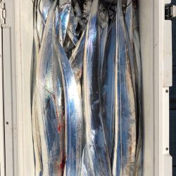 フィッシング キッタカ 釣果