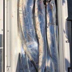 フィッシング キッタカ 釣果