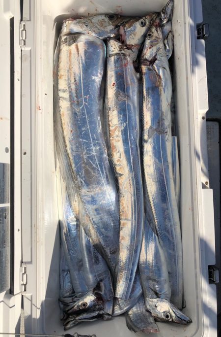 フィッシング キッタカ 釣果