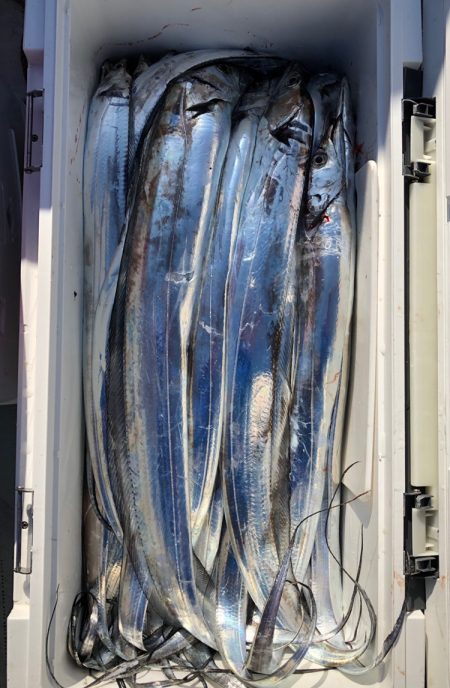 フィッシング キッタカ 釣果