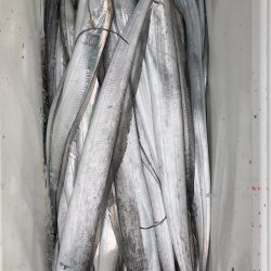 フィッシング キッタカ 釣果