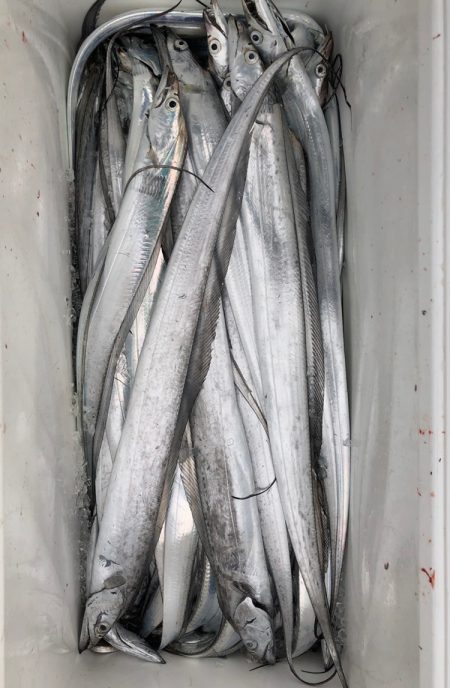 フィッシング キッタカ 釣果