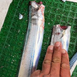 フィッシング キッタカ 釣果