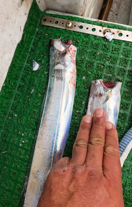 フィッシング キッタカ 釣果