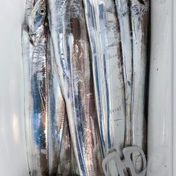 フィッシング キッタカ 釣果