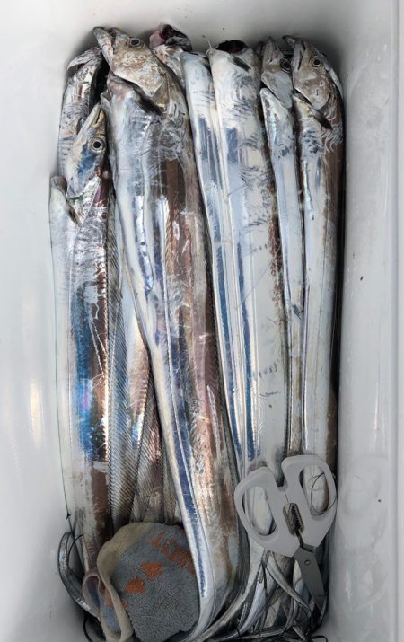 フィッシング キッタカ 釣果