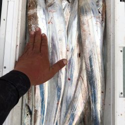 フィッシング キッタカ 釣果