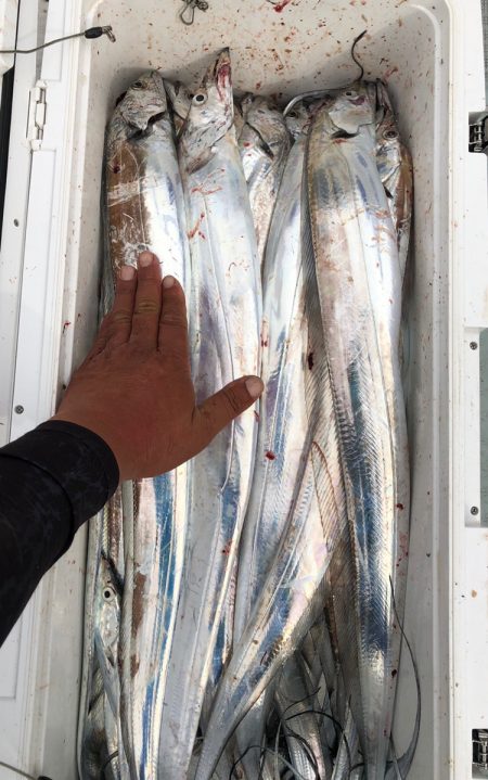 フィッシング キッタカ 釣果