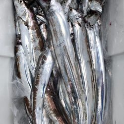 フィッシング キッタカ 釣果