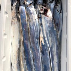 フィッシング キッタカ 釣果