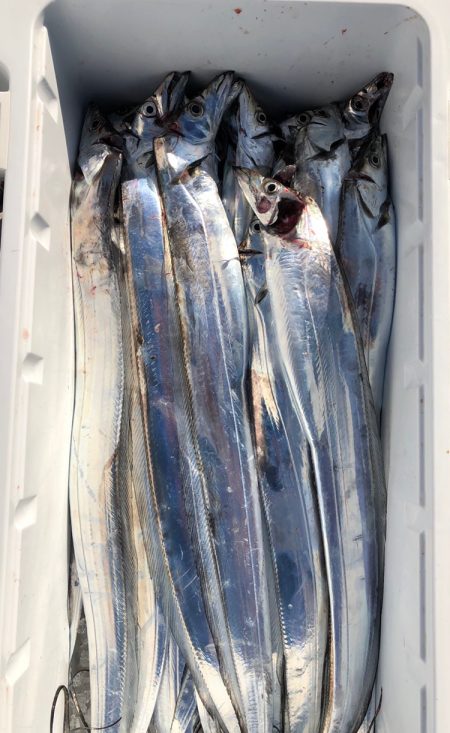 フィッシング キッタカ 釣果