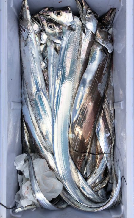 フィッシング キッタカ 釣果