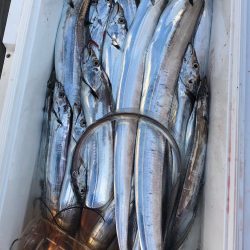 フィッシング キッタカ 釣果