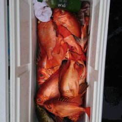 幕島丸 釣果
