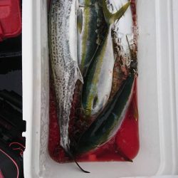 幕島丸 釣果