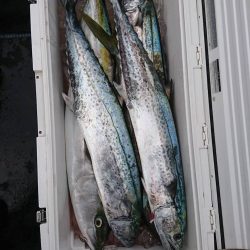 幕島丸 釣果