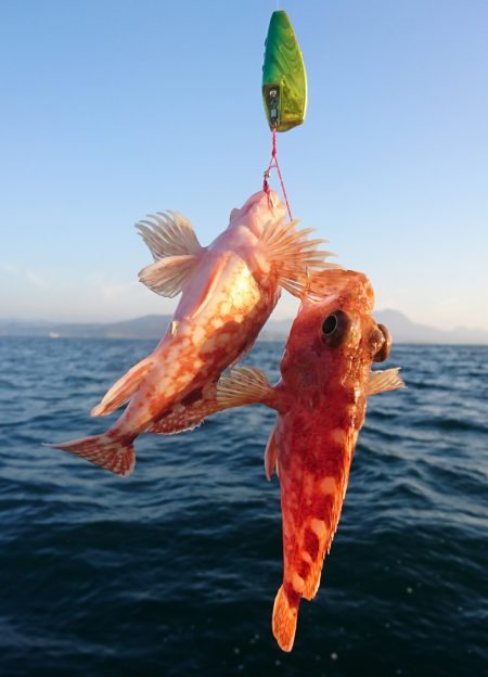 遊漁船　家入 釣果