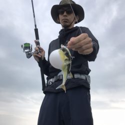 アマテラス 釣果