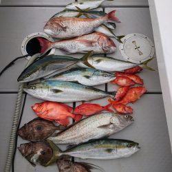 エンペラー 釣果