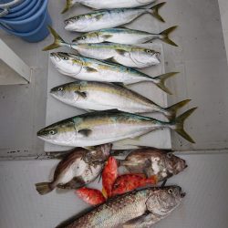 エンペラー 釣果