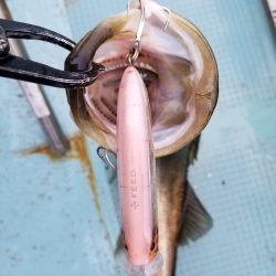 アマテラス 釣果