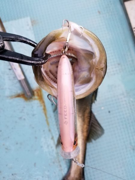 アマテラス 釣果