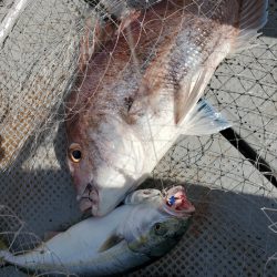 サンマリン 釣果