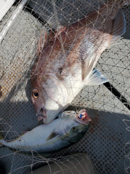 サンマリン 釣果