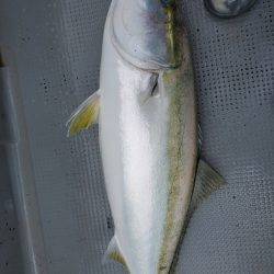 サンマリン 釣果