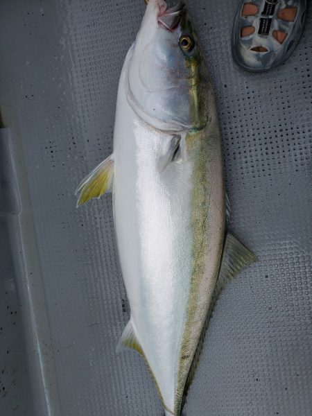 サンマリン 釣果