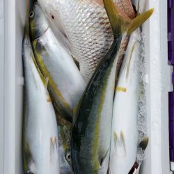 サンマリン 釣果