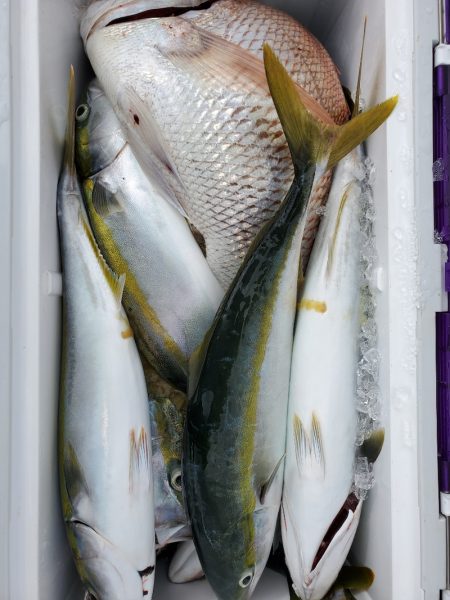 サンマリン 釣果