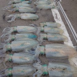 ブルースフィッシングサービス 釣果