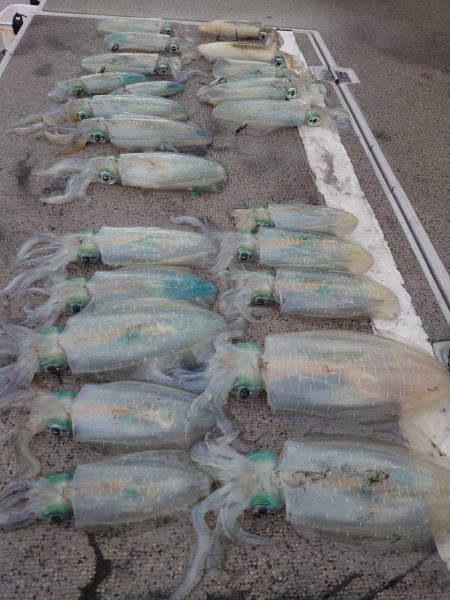 ブルースフィッシングサービス 釣果