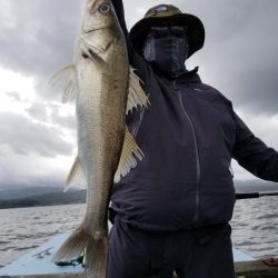 アマテラス 釣果