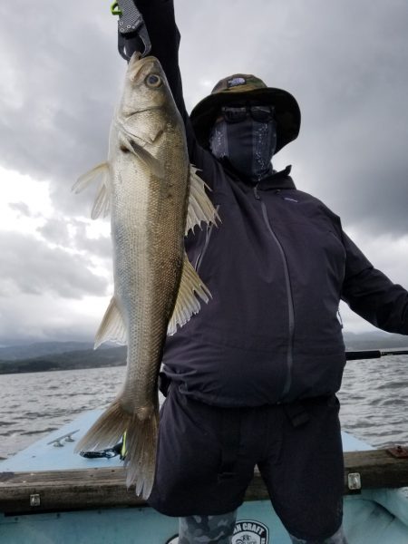 アマテラス 釣果