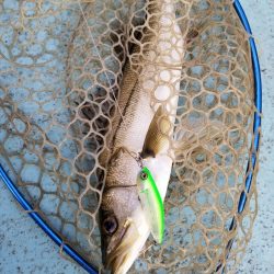 アマテラス 釣果