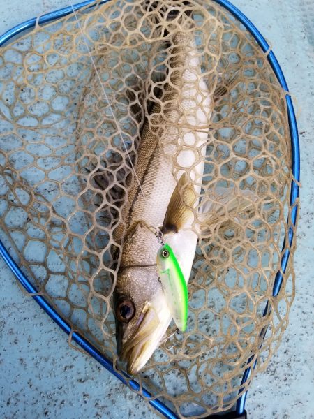 アマテラス 釣果