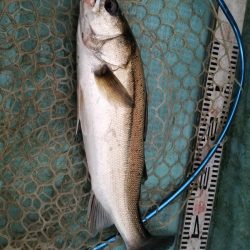 アマテラス 釣果