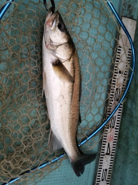 アマテラス 釣果