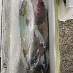 エンペラー 釣果