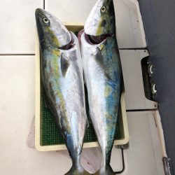 Ｖ−７ West 釣果