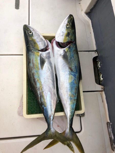 Ｖ−７ West 釣果